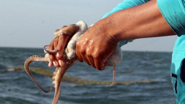 Inicia temporada de pesca de pulpo en Campeche
