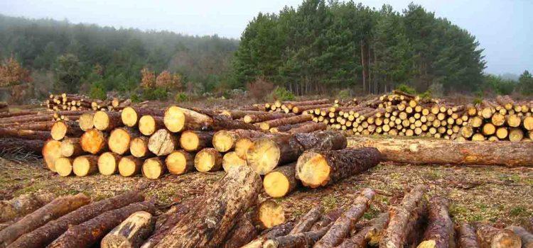 En aumento la tala ilegal en municipios de Campeche