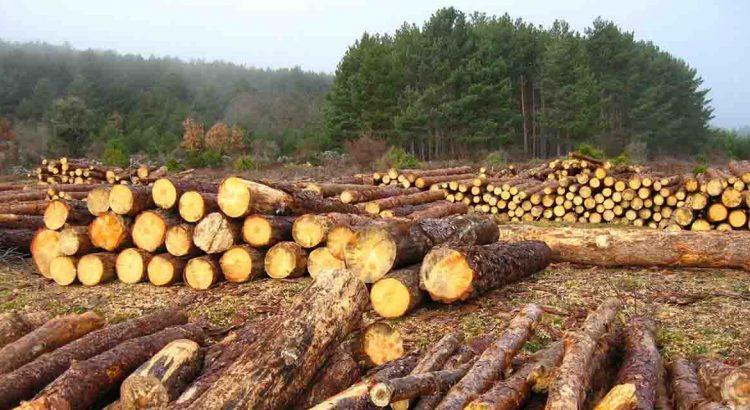 En aumento la tala ilegal en municipios de Campeche