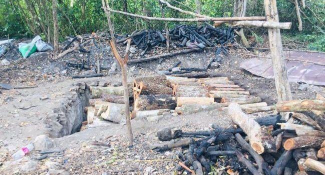 Autoridades de Campeche realizarán inspección por denuncia de tala ilegal