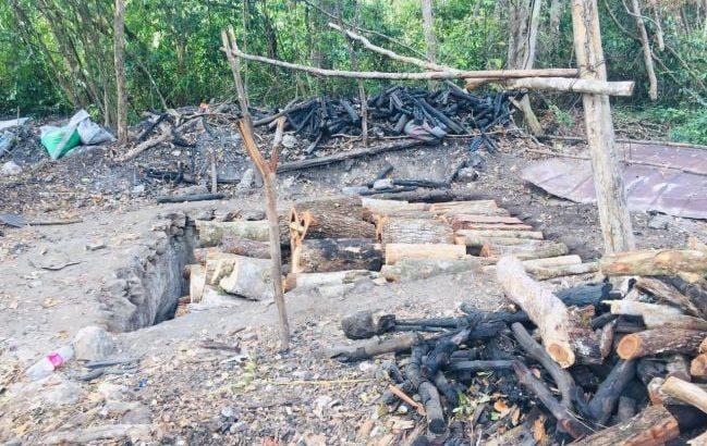 Autoridades de Campeche realizarán inspección por denuncia de tala ilegal