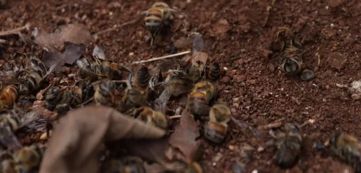 Muerte de abejas Hopelchén no fue por glifosato, ni abuso de agroquímicos: Estudios