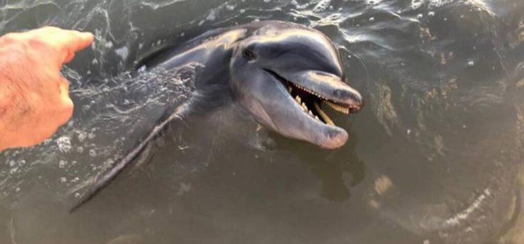 Denuncian estrategia para capturar delfines con fines lucrativos en Campeche
