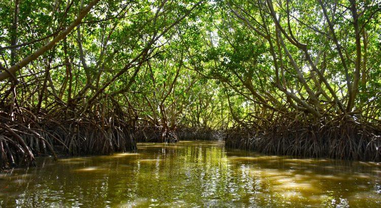 Urge proteger manglares de Campeche