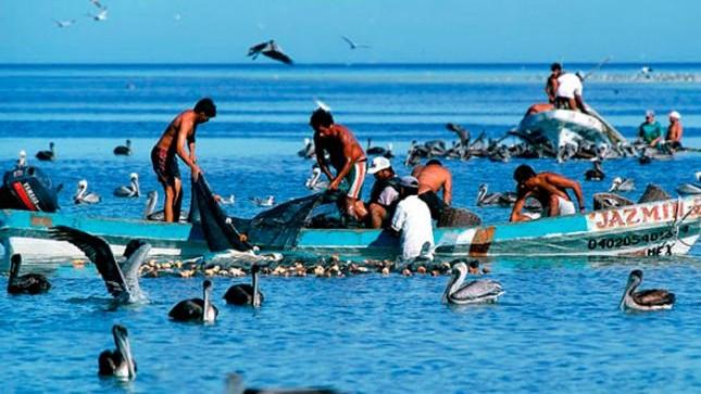 Sector pesquero de Campeche pide estudios para reconsiderar períodos de veda