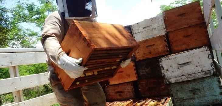 Exporta Campeche mil 100 toneladas de miel a Alemania