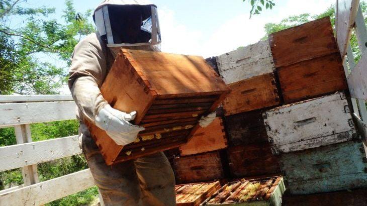 Exporta Campeche mil 100 toneladas de miel a Alemania