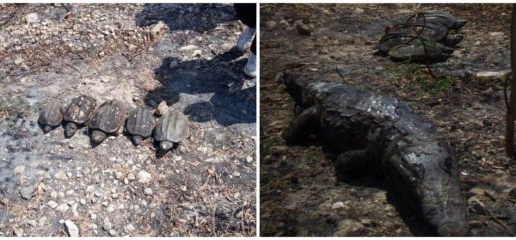 en Campeche, mueren tortugas y cocodrilos por incendio en humedales