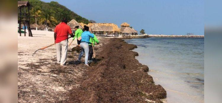 Pasto marino invade Playa Bonita, en Campeche