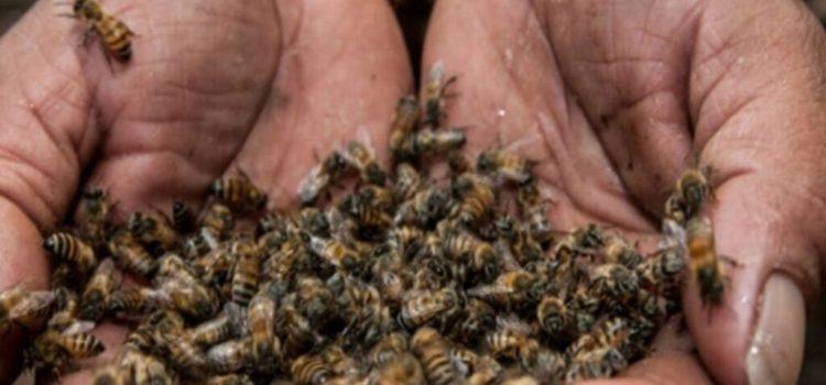 Interponen otra denuncia por muerte masiva de abejas en Campeche