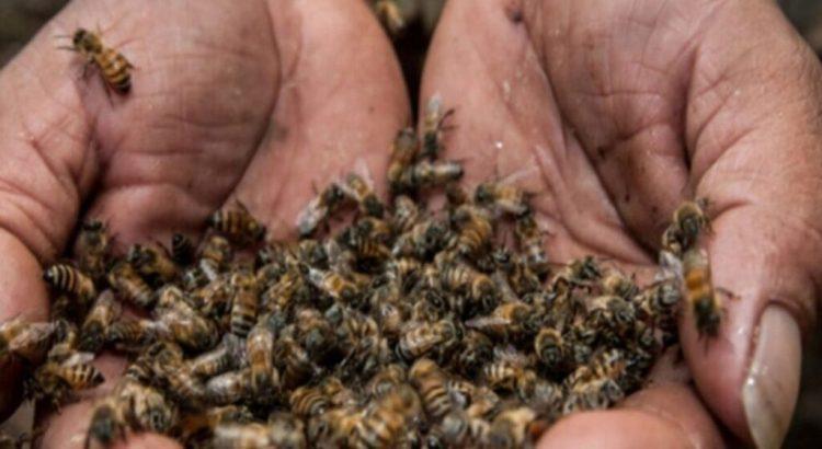 Interponen otra denuncia por muerte masiva de abejas en Campeche