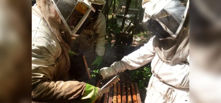 Mortandad reciente de millones de abejas fue por enfermedad gastrointestinal: Semabicce Campeche