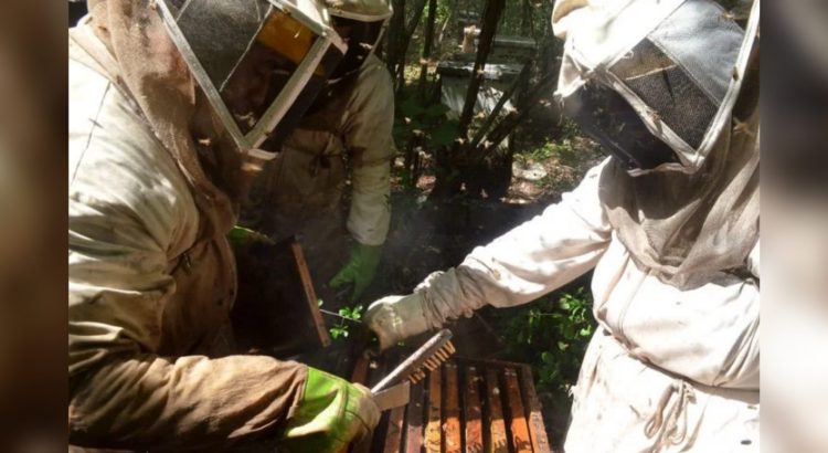 Mortandad reciente de millones de abejas fue por enfermedad gastrointestinal: Semabicce Campeche
