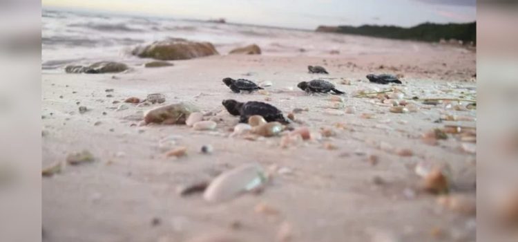 Van 187 mil crías Carey y Blanca liberadas en playas de Campeche