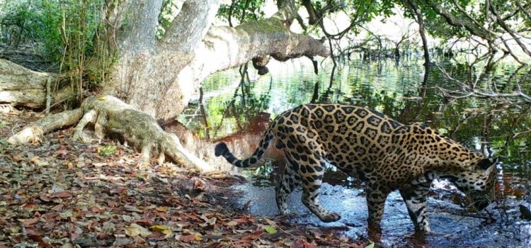 Campeche contabiliza al menos 700 ejemplares de jaguar en Calakmul y la Laguna de Términos