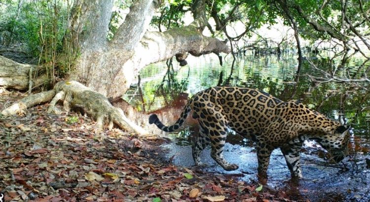 Campeche contabiliza al menos 700 ejemplares de jaguar en Calakmul y la Laguna de Términos