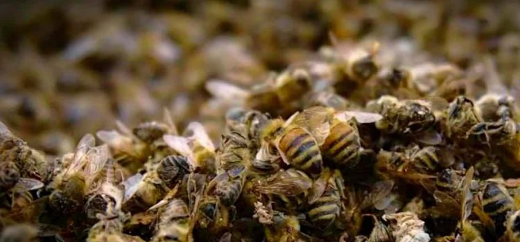 Se alertan apicultores campechanos por llegada de glifosato