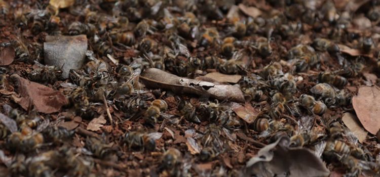Apicultores de Campeche temen por emergencia ambiental ante muerte masiva de abejas