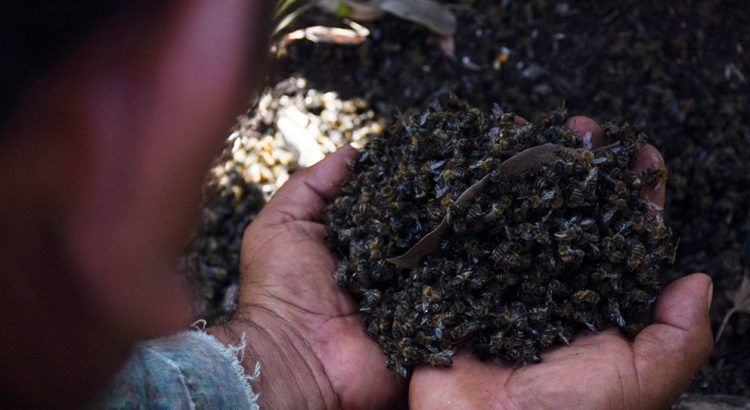 Cada año, en zona Maya hay muerte masiva de abejas