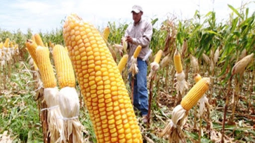 Maseca empieza compra de granos de maíz a productores de Hopelchén, Campeche