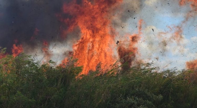 Incendio forestal de Chun-Ek está controlado y casi sofocado