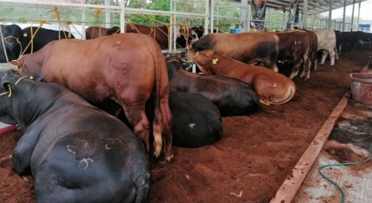 Ganaderos temen pérdidas por sequía en Campeche