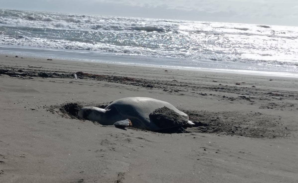 Ambientalistas demandan protección urgente para tortugas marinas en Isla Aguada