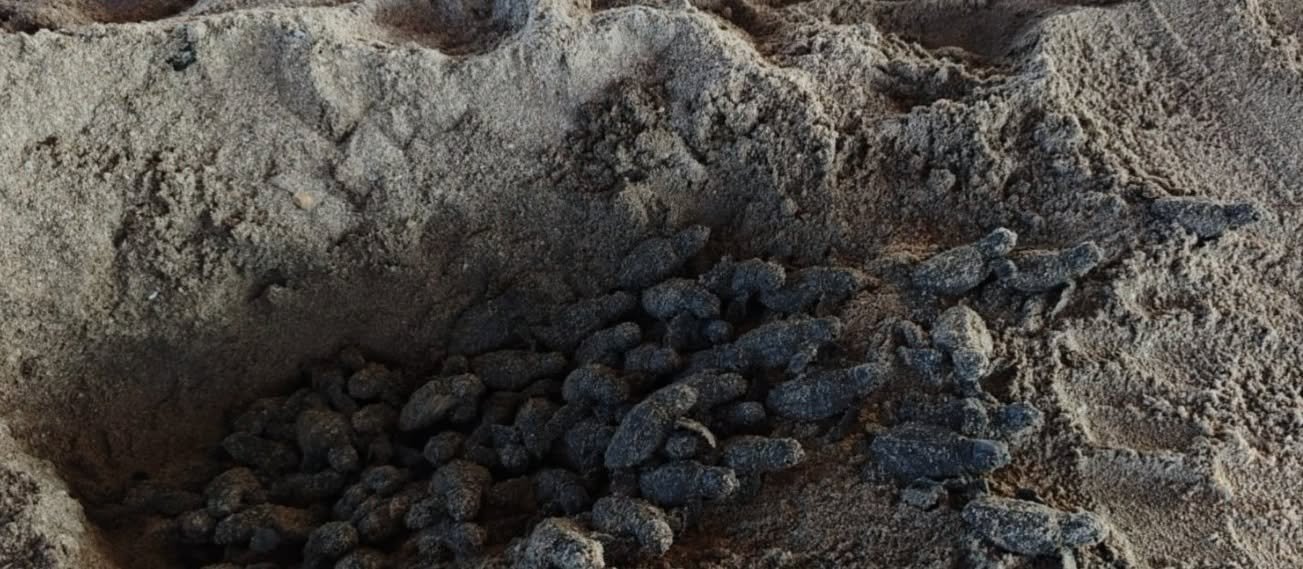 Marina protege a 200 crías de tortuga marina durante su llegada al mar en Sabancuy