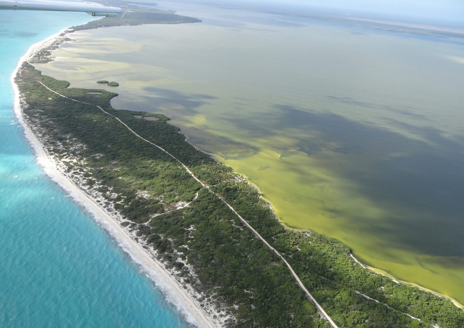 Conanp protegerá 17.8 millones de m² de playa y manglar en Campeche