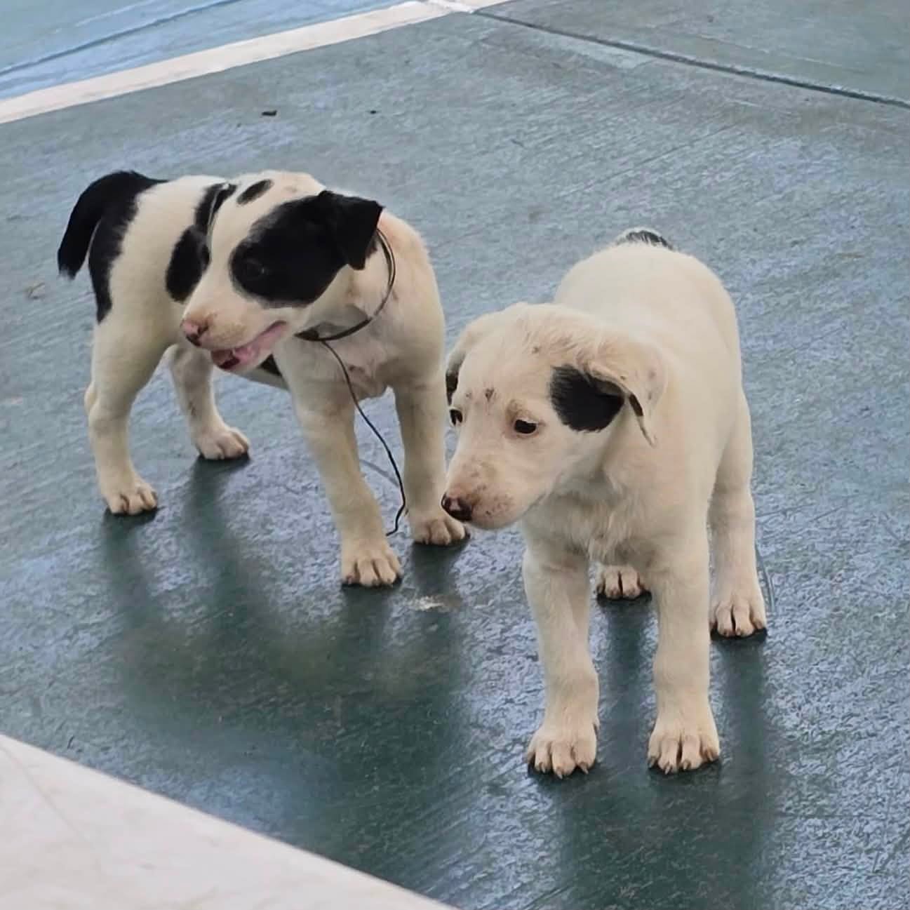 Reportan hasta 6 casos mensuales de gusano barrenador en perros y gatos de Campeche