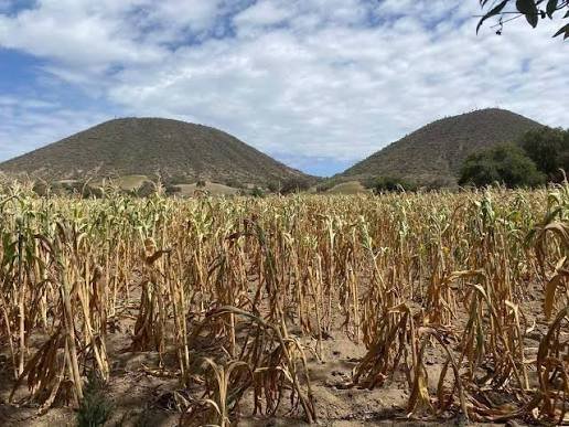 Inundaciones afectan cultivos en más de 10 comunidades de Hopelchén