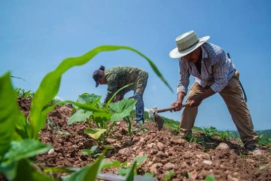 Termina litigio por 500 hectáreas en Hopelchén tras casi una década
